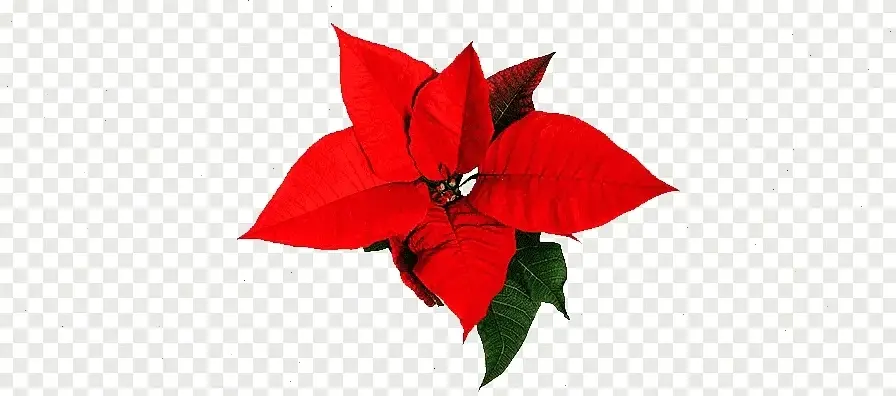 Hoa trạng nguyên bó hoa xinh xắn, quà tặng ý nghĩa để thể hiện tình cảm ấm áp.