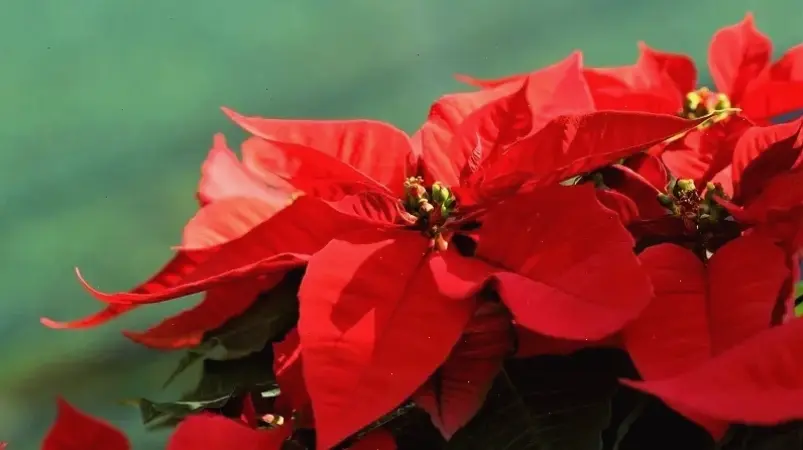 Hoa trạng nguyên chậu đẹp lý tưởng, biến góc sân vườn thành khu vực xanh tươi và hấp dẫn.