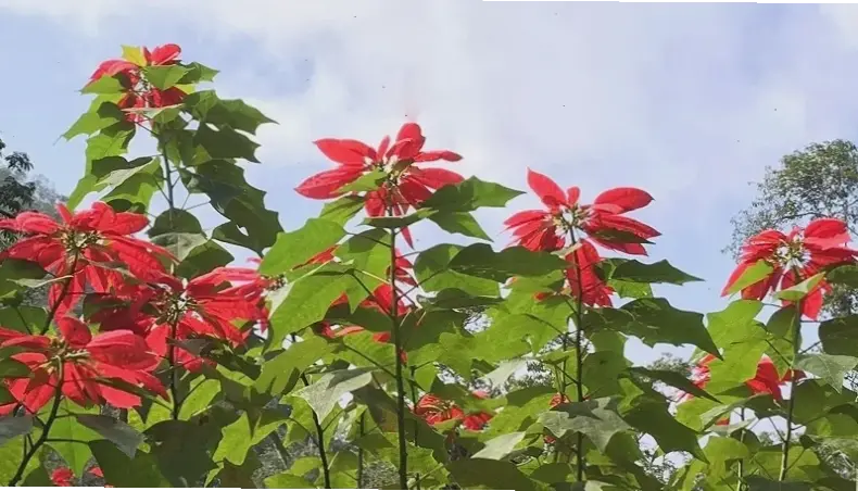 Hoa trạng nguyên chụp cận tiết lộ vẻ đẹp tinh tế của từng cánh hoa rực rỡ và sống động.