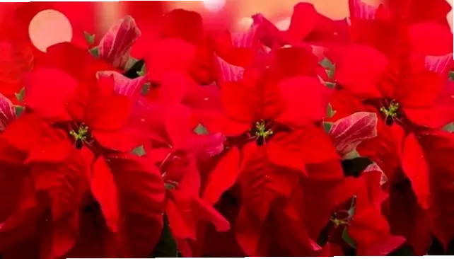 Hoa trạng nguyên mùa đông nở rộ, tượng trưng cho sự ấm áp và hy vọng giữa tiết trời lạnh giá.