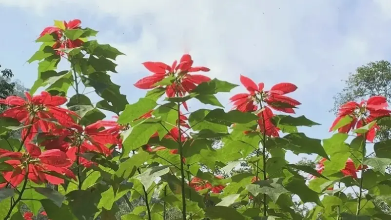 Hoa trạng nguyên trang trí sống động, tạo nên không gian xanh mát và đầy sức sống.