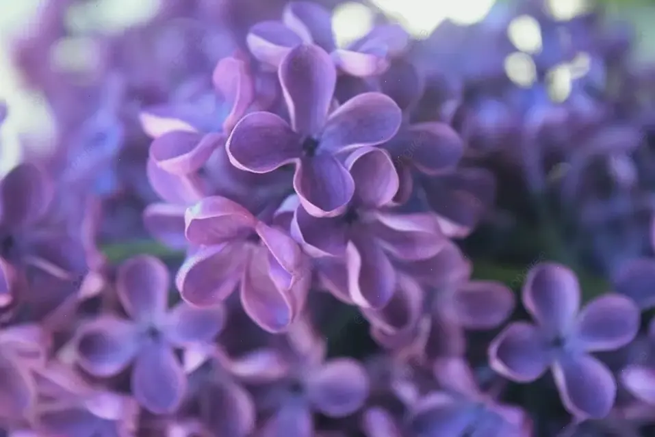 Hoa tử đinh hương dưới ánh sáng lung linh, tạo nên vẻ đẹp huyền ảo.