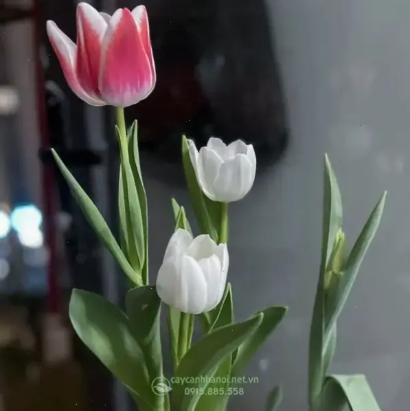 Hoa tulip cắm bình nở rộ, trang trí nhà cửa với sắc màu tươi tắn và rạng rỡ.
