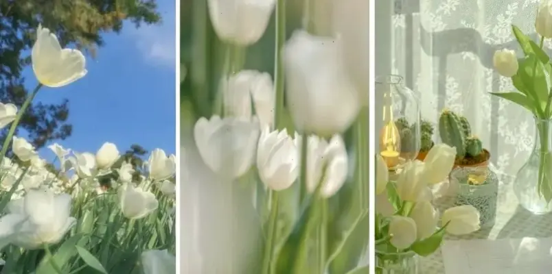 Hoa tulip cắm bình trang trí bàn tiệc cưới, tạo nên không gian ấm cúng và đầy màu sắc rực rỡ, cuốn hút mọi ánh nhìn.
