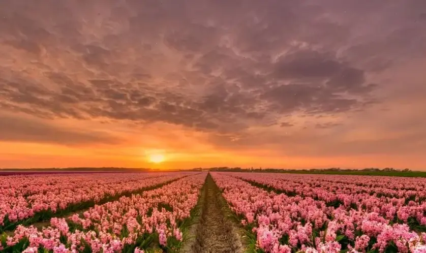 Hoa tulip đỏ rực rỡ mang sức sống mới cho không gian trang trí, lý tưởng cho dịp lễ đặc biệt.