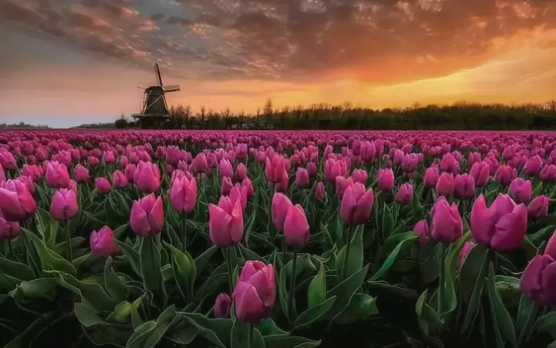 Hoa tulip Hà Lan đích thực mang sự sang trọng, tươi mới cho trang trí nội thất.