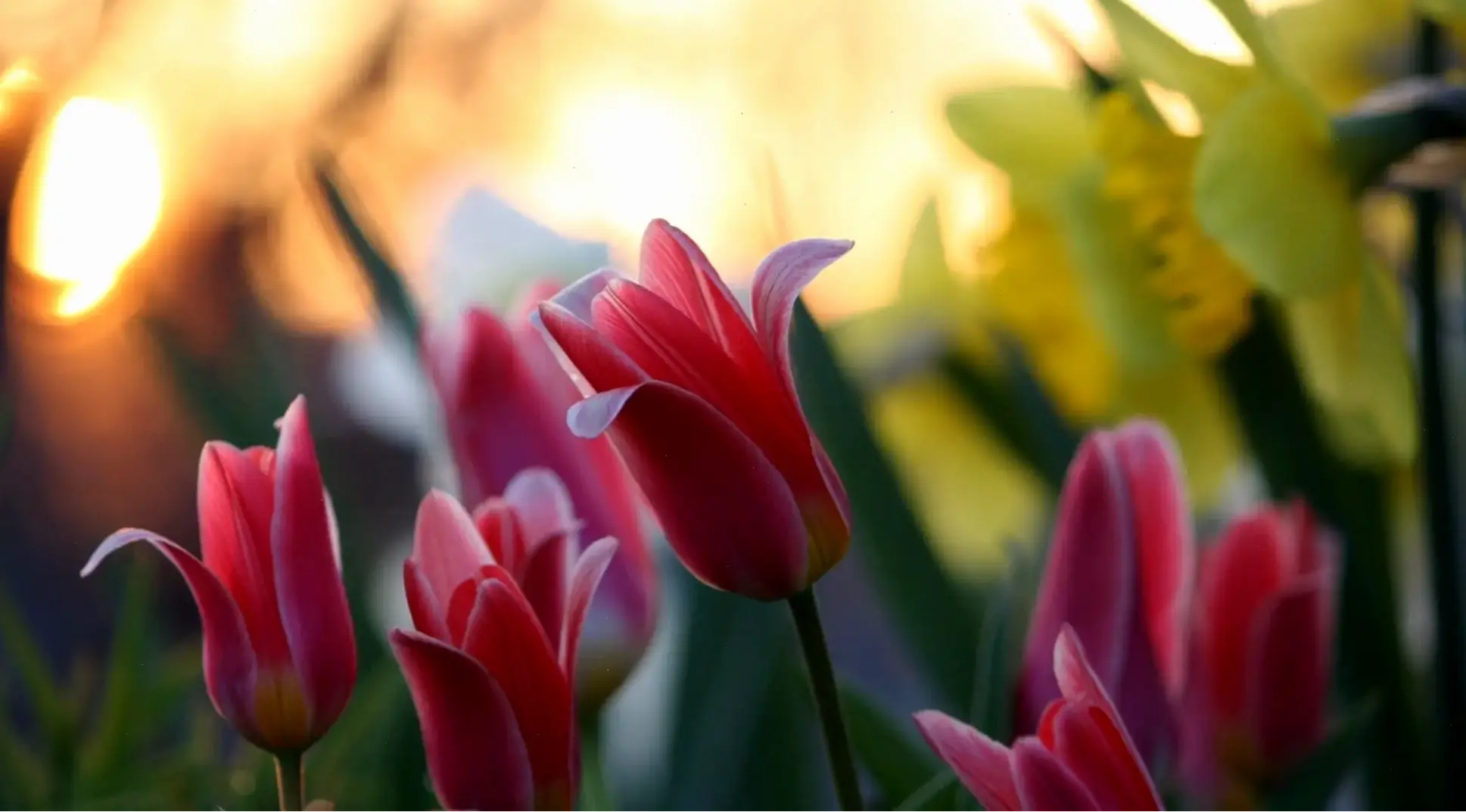 Hoa tulip Hà Lan thanh lịch cho ngày cưới, kết hợp truyền thống và hiện đại, tạo nên sự đẳng cấp và lãng mạn đặc biệt.