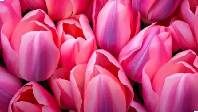Hoa tulip lãng mạn nở rộ, tạo nên không gian mơ mộng và đầy cảm xúc.