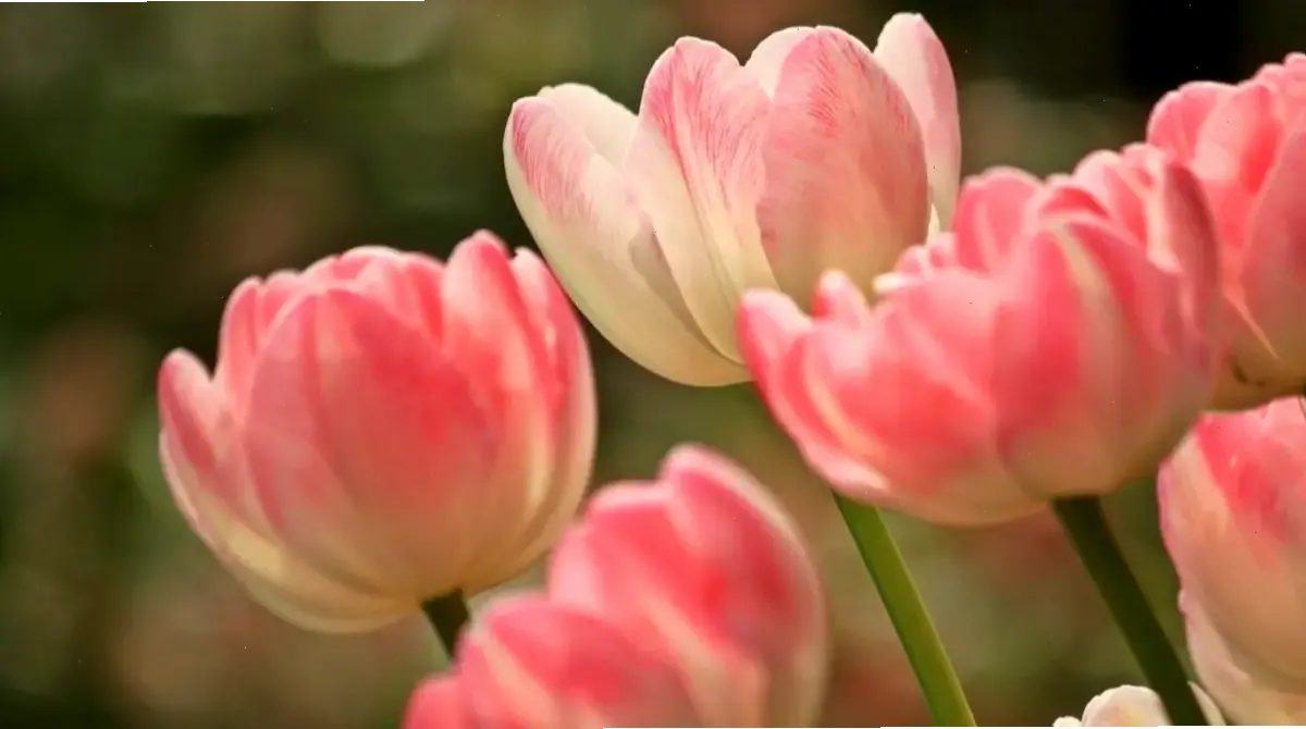 Hoa tulip rực rỡ sắc màu, mang năng lượng tích cực và tươi mới vào mọi không gian sống.