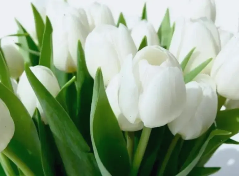 Hoa tulip trắng tinh khôi, biểu tượng của sự trong sạch và tình yêu thuần khiết, lý tưởng cho không gian cưới mơ mộng.