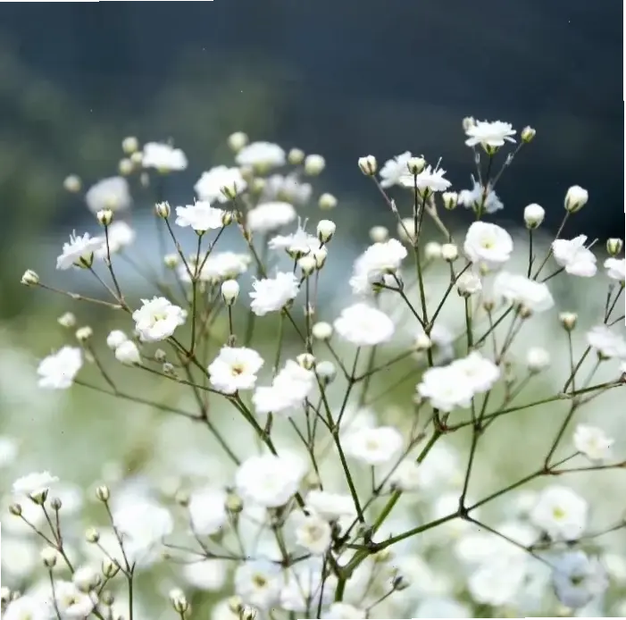 Hoa violet trắng dịu dàng như lời thì thầm nhẹ nhàng, tạo nên sự thanh lịch và yên bình tuyệt đối.
