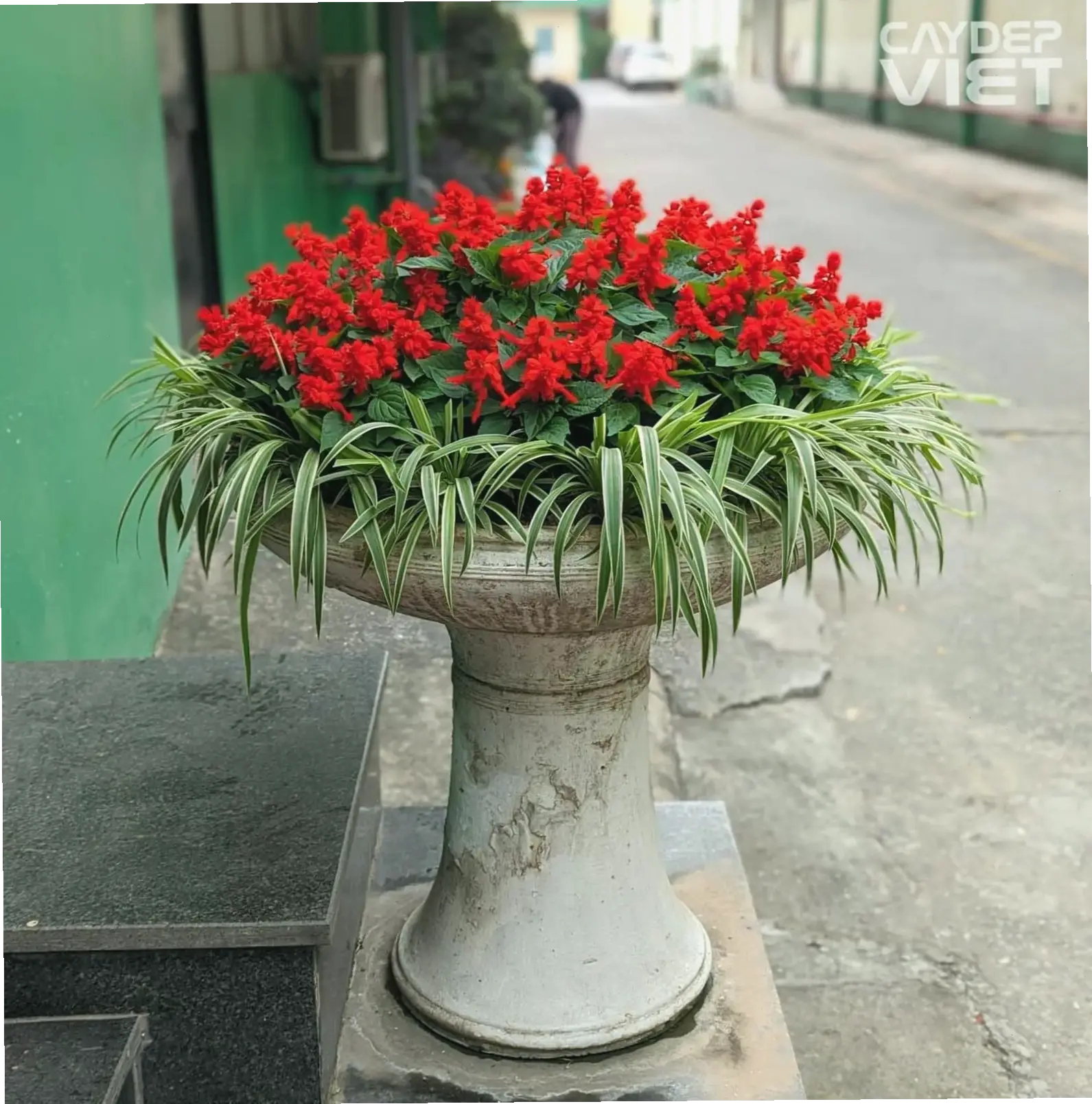 Hoa xác pháo cắm bình đẹp mắt, biến góc phòng thành khu vườn nhỏ tươi mát và hấp dẫn.