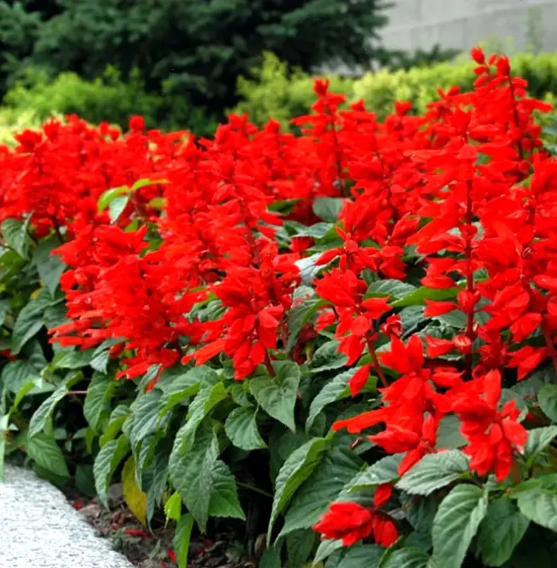 Hoa xác pháo đỏ rực lửa, tô điểm khu vườn với sắc màu sống động và năng lượng tươi mới.