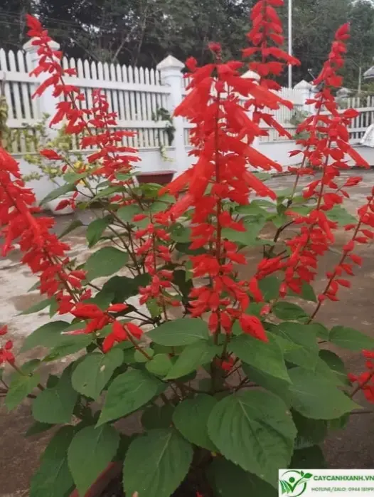 Hoa xác pháo nở rộ mùa hè, tượng trưng sức sống và niềm vui bất tận từ thiên nhiên.