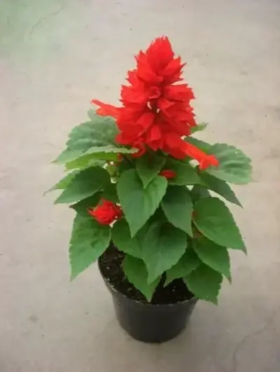 Hoa xác pháo trên ban công, mang thiên nhiên gần gũi và sắc màu tươi tắn vào cuộc sống hàng ngày.