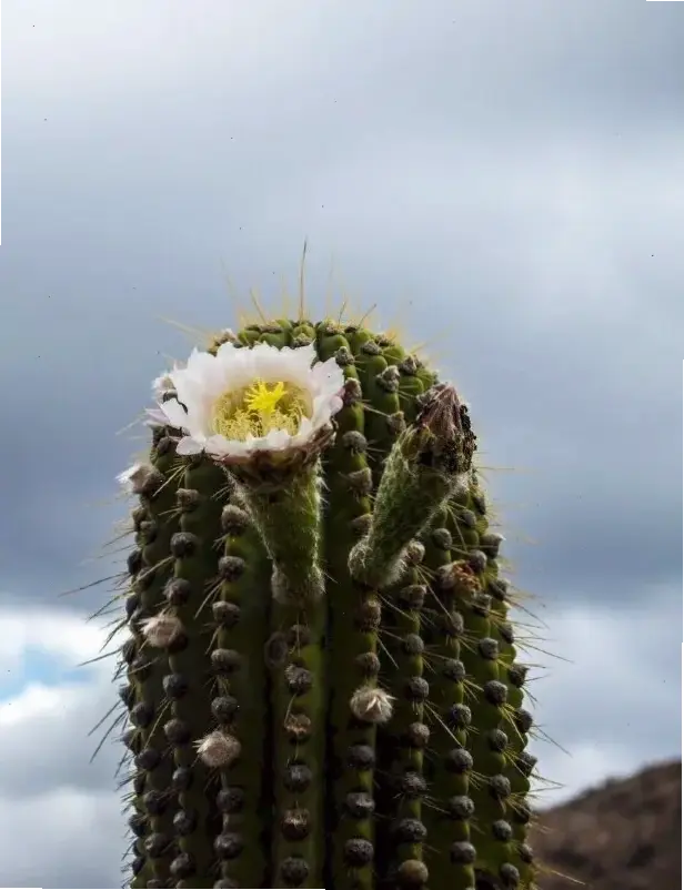 Hoa xương rồng sa mạc kiên cường nở rộ, biểu tượng sức sống giữa nắng gió, truyền cảm hứng bền bỉ.