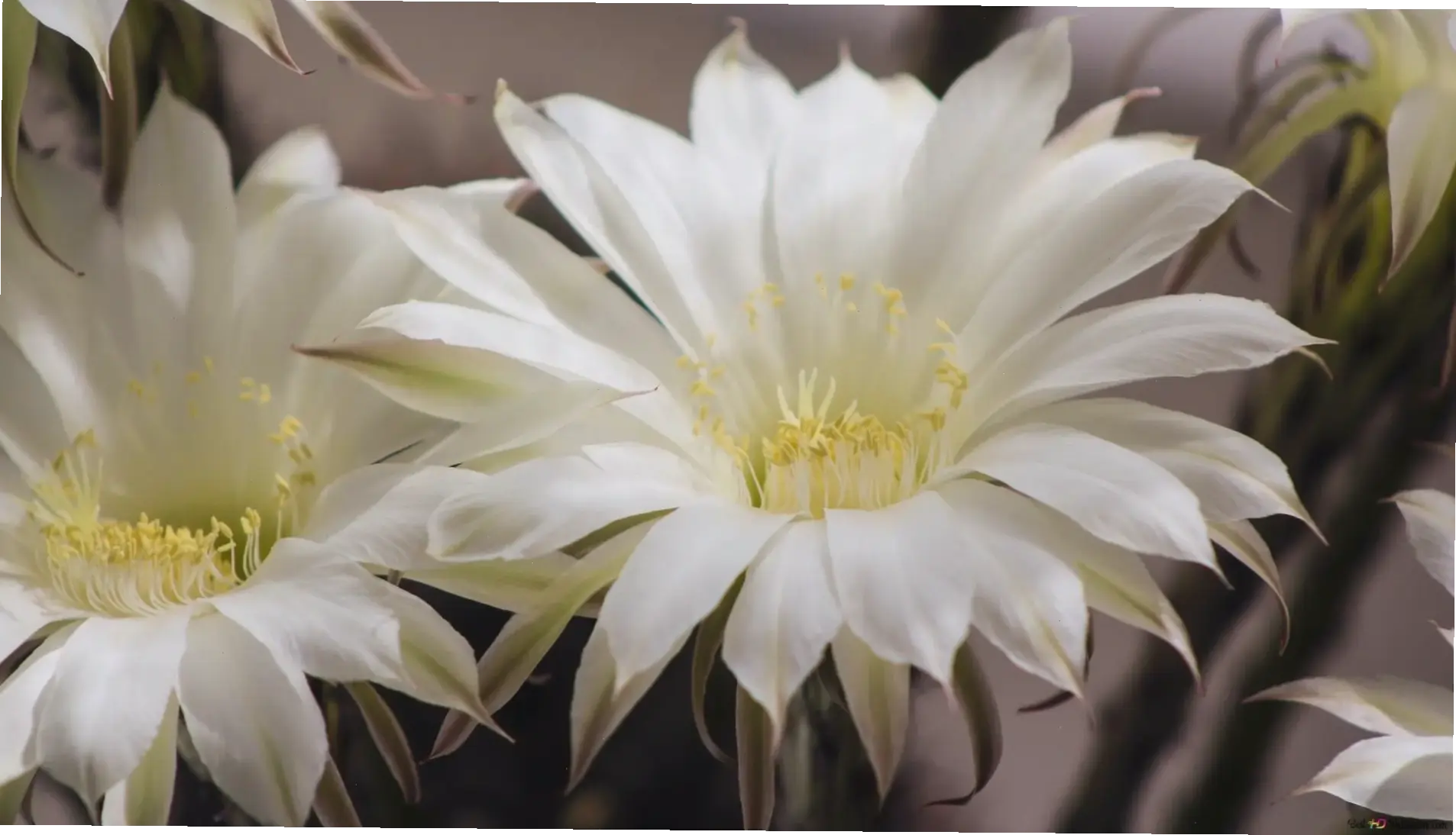 Hoa xương rồng trắng tinh khôi mang đến sự thanh lịch, lý tưởng để trang trí nhà cửa với vẻ đẹp giản dị.