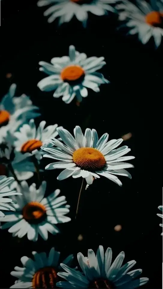 Hoàng hôn lãng mạn bên cúc họa mi, hình nền gợi cảm xúc, kết thúc ngày dài bằng vẻ đẹp dịu dàng.