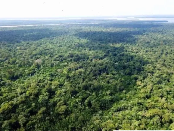 Hoàng hôn lãng mạn ở rừng nhiệt đới, với sắc đỏ cam quyện lẫn bóng tối, mang đến sự bình yên tuyệt đối.