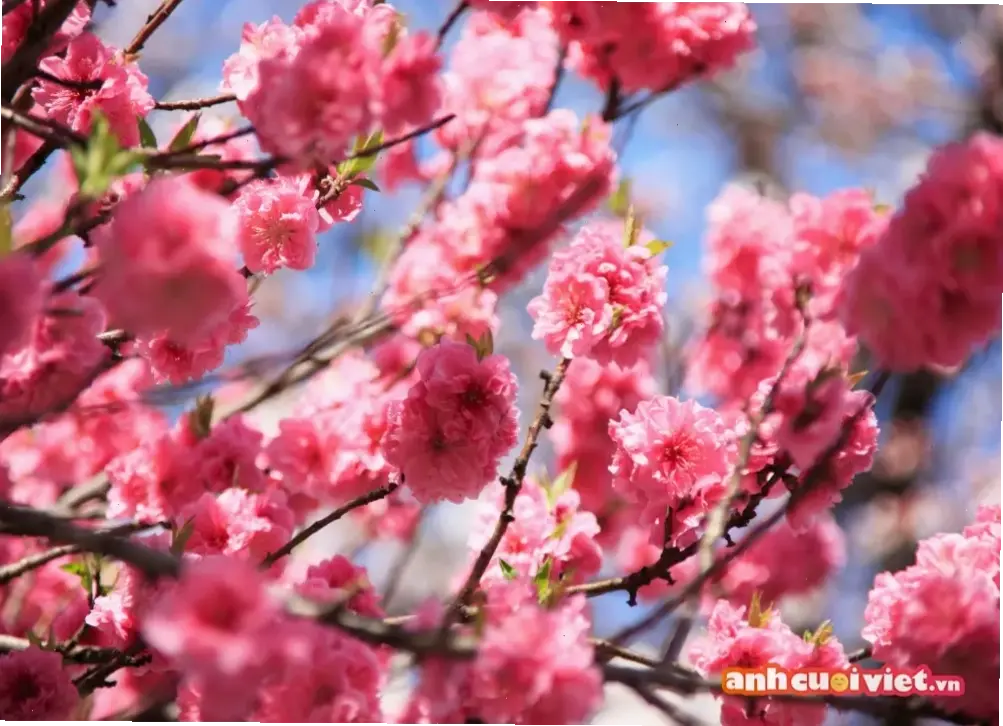 Kết hợp hoa đào Tết vào lễ cưới, mang may mắn và niềm vui cho đôi uyên ương.