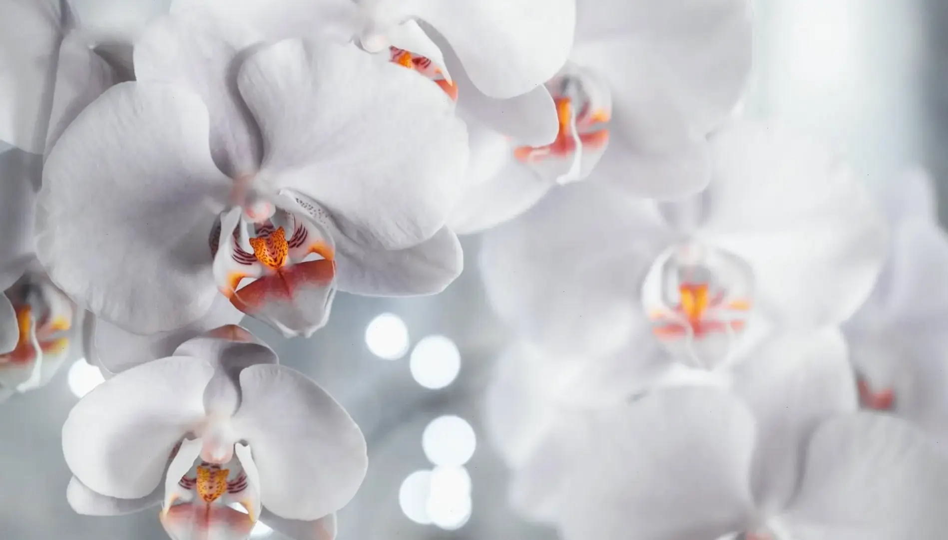Khám phá hình ảnh hoa lan thể hiện sự sang trọng đẳng cấp, mang vẻ đẹp quyến rũ tự nhiên.