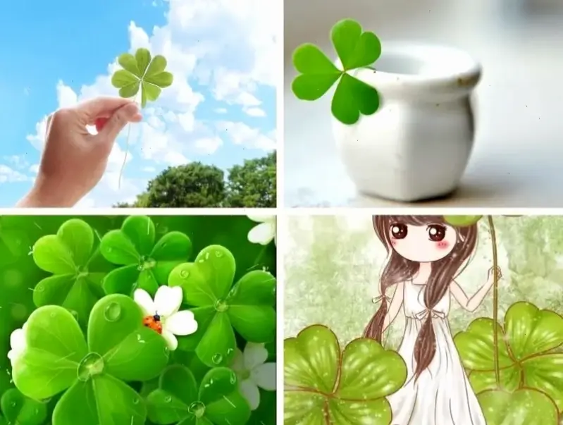 Khám phá hình nền cỏ may mắn để mang vận may và sức sống xanh tươi vào màn hình hàng ngày của bạn.