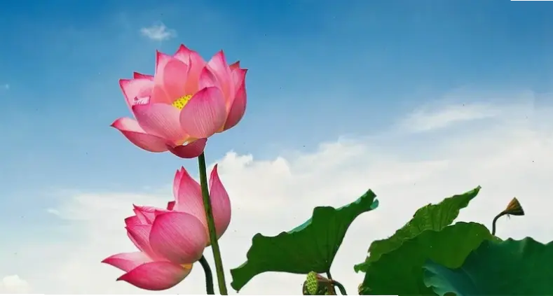 Khám phá hình nền hoa sen 3D sống động, tạo chiều sâu và sức sống cho thiết bị yêu thích.