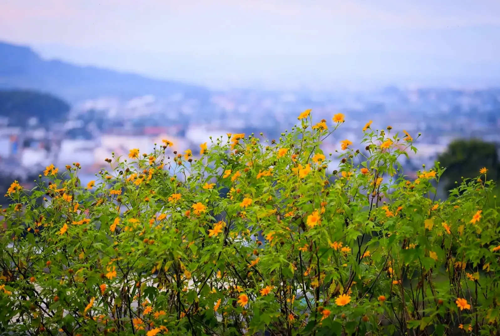 Khám phá hoa dã quỳ qua du lịch, trải nghiệm thiên nhiên tươi đẹp và không gian thư giãn tuyệt vời.