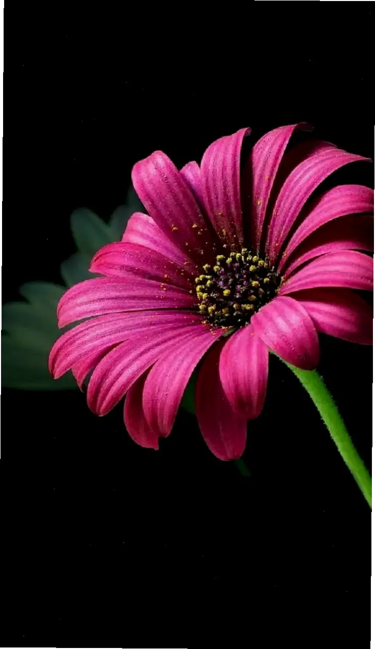 Khám phá vẻ đẹp bất tận của hoa đồng tiền, loài hoa tượng trưng cho sự may mắn và tươi mới trong cuộc sống.