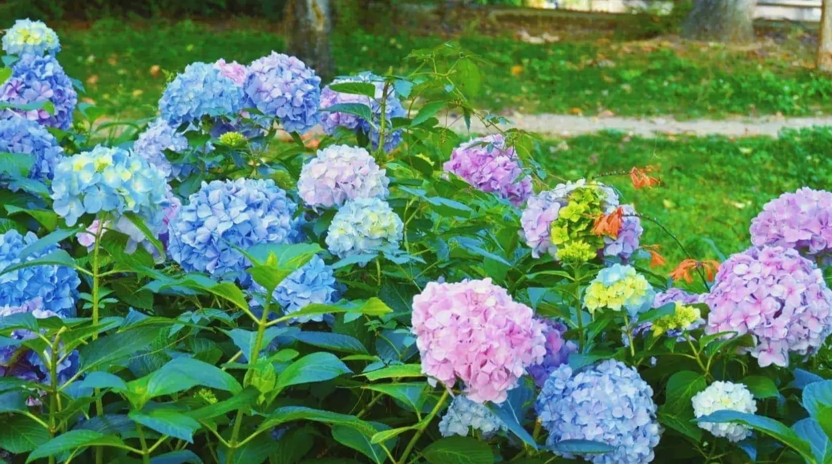 Khám phá vẻ đẹp hoa cẩm tú cầu Đà Lạt vào bình minh, nơi sắc màu rực rỡ hòa quyện với sương sớm, mang đến cảm hứng mới mẻ.