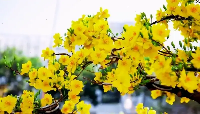 Khám phá vẻ đẹp hoa mai vàng An Giang rực rỡ, biểu tượng mùa xuân miền Nam đầy sức sống và ý nghĩa.