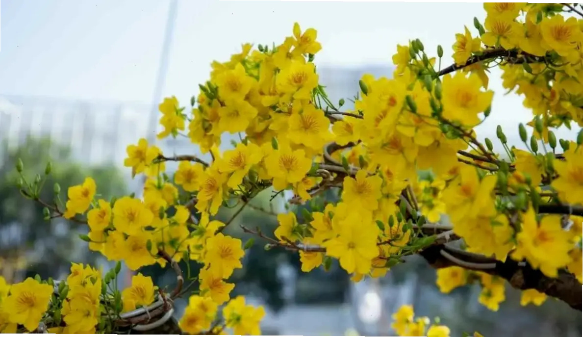 Khám phá vẻ đẹp hoa mai vàng rực rỡ trong dịp Tết, mang không khí ấm áp và may mắn đến mọi ngôi nhà.
