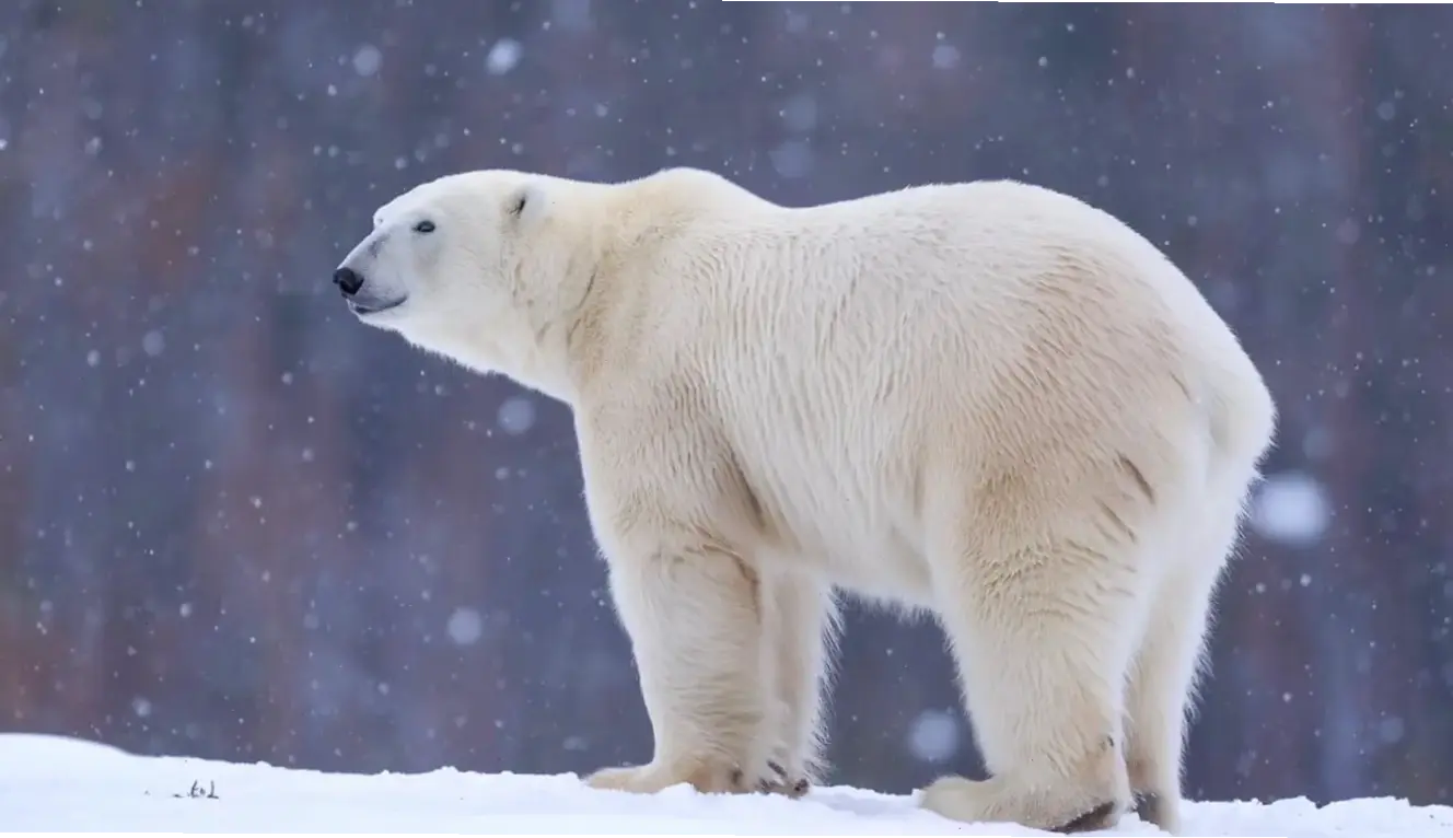 Khám phá vẻ đẹp hùng vĩ của gấu Bắc Cực qua ảnh 4K sắc nét, mang băng tuyết Bắc Cực đến màn hình bạn.