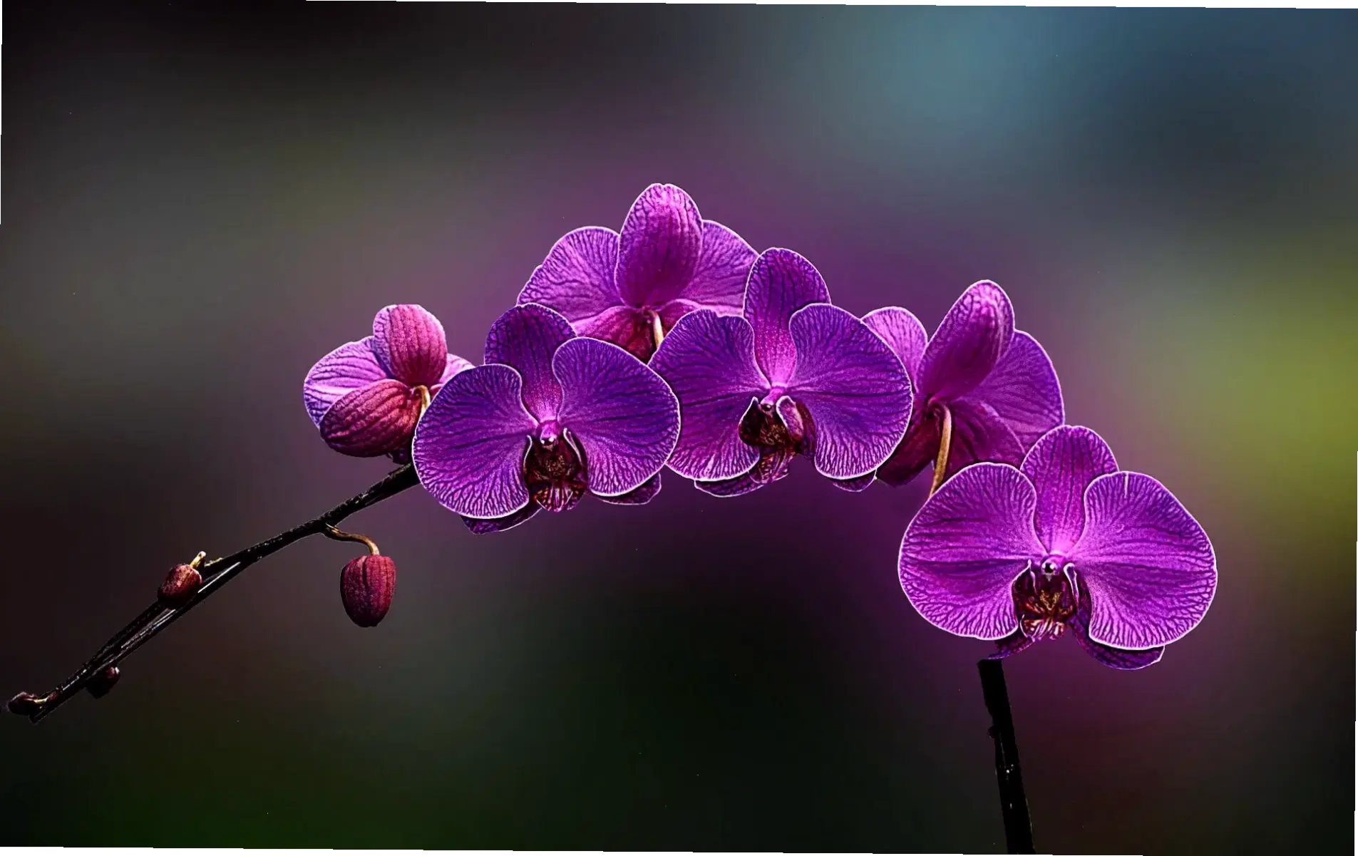 Khám phá vẻ đẹp huyền bí của hình ảnh hoa lan hồ điệp tím, hoa lan biểu tượng cho sự sang trọng và tinh tế trong không gian sống.
