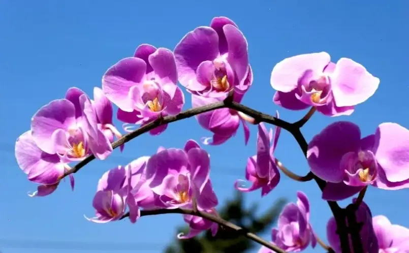 Khám phá vẻ đẹp huyền bí của hoa phong lan tím, mang đến sự thanh lịch và quyến rũ cho không gian sống của bạn.