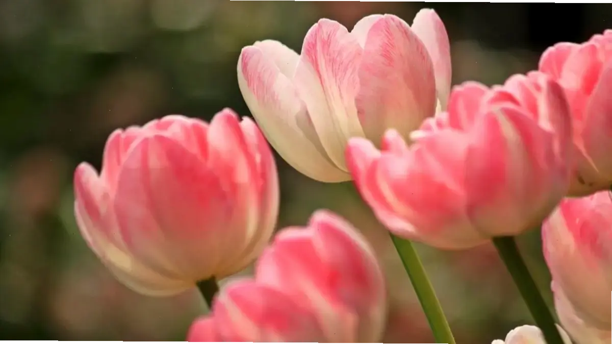 Khám phá vẻ đẹp mê hoặc của hoa tulip, loài hoa tượng trưng cho tình yêu và sự tươi mới rạng rỡ.