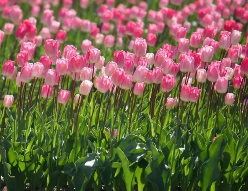 Khám phá vẻ đẹp mê hoặc của hoa tulip, nguồn cảm hứng cho trang trí và cuộc sống hàng ngày.