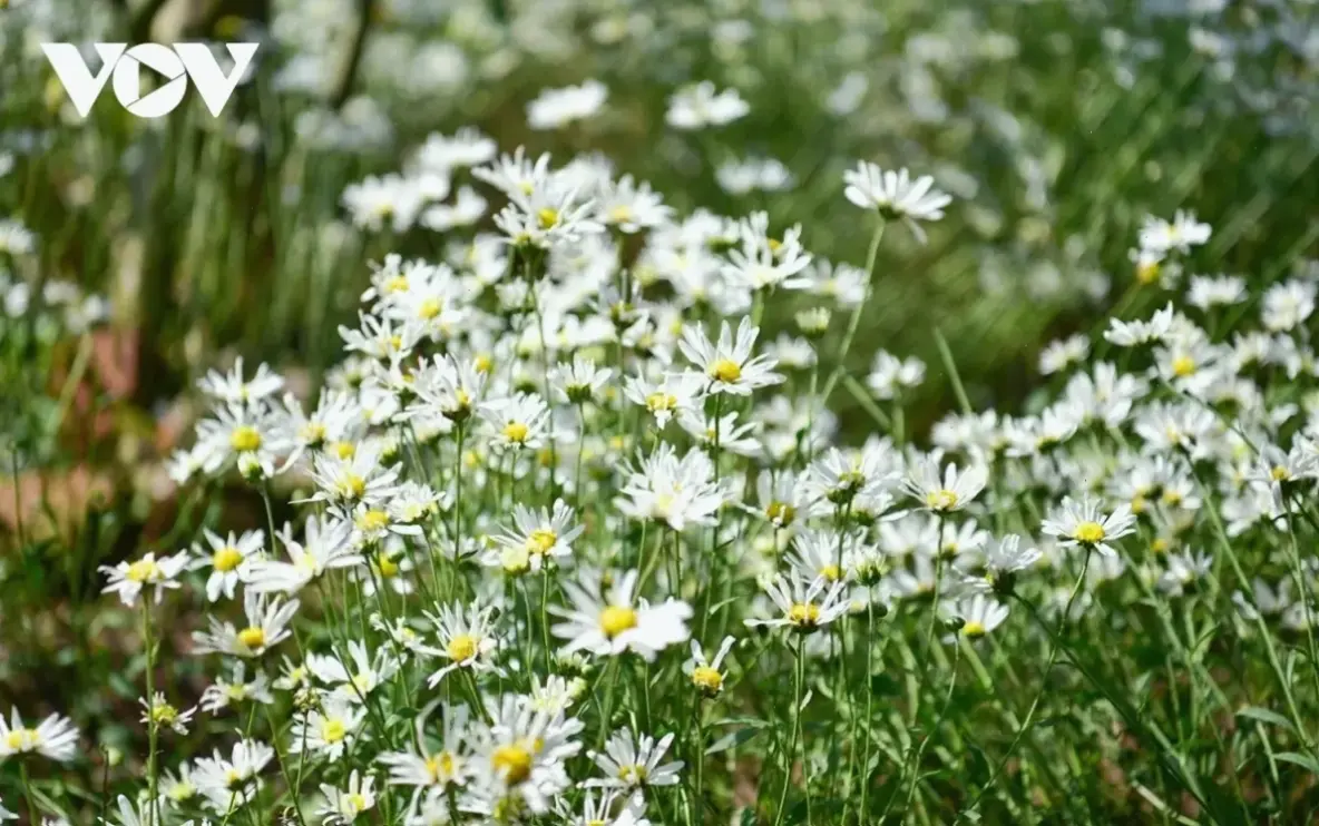 Khám phá vẻ đẹp mong manh của hoa cúc họa mi qua góc chụp cận, mang đến sự tinh tế và tươi mới cho không gian.