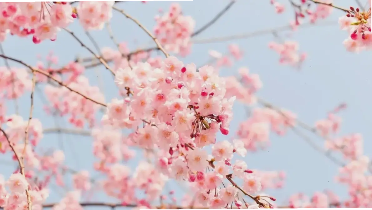 Khám phá vẻ đẹp rực rỡ của hoa đào Nhật Tân, tô điểm cho không gian sống của bạn trong dịp Tết.