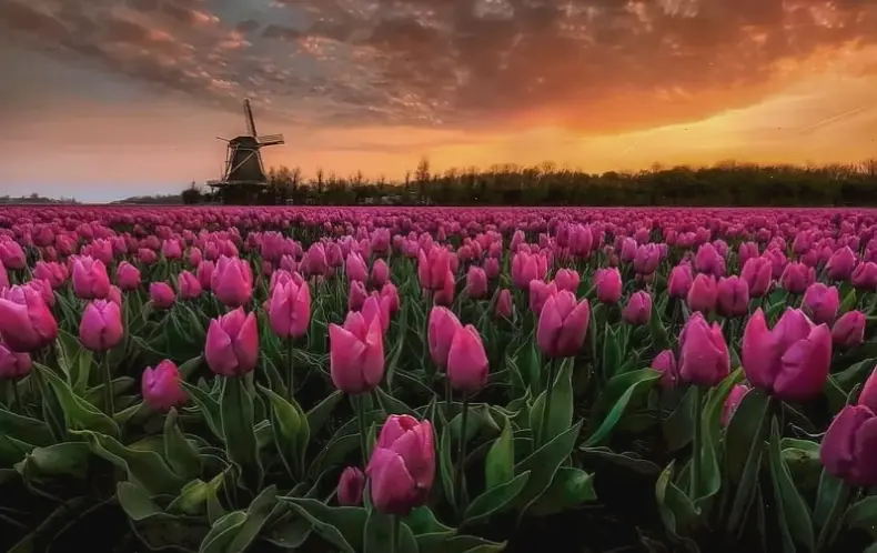 Khám phá vẻ đẹp rực rỡ của hoa tulip đỏ Hà Lan, biểu tượng tình yêu và sự tinh tế vượt thời gian.