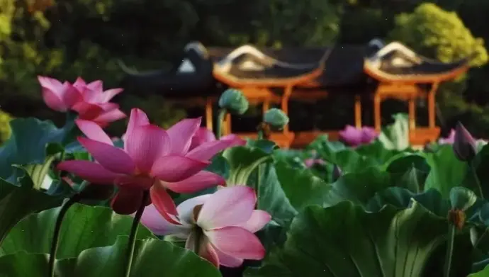 Khám phá vẻ đẹp tâm linh của hoa sen trong chùa, biểu tượng thanh tịnh và giác ngộ sâu lắng.