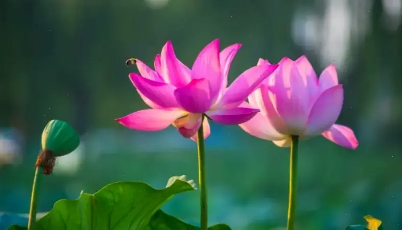 Khám phá vẻ đẹp tinh khiết của hoa sen macro 4K, chi tiết sắc nét và sống động như thật.