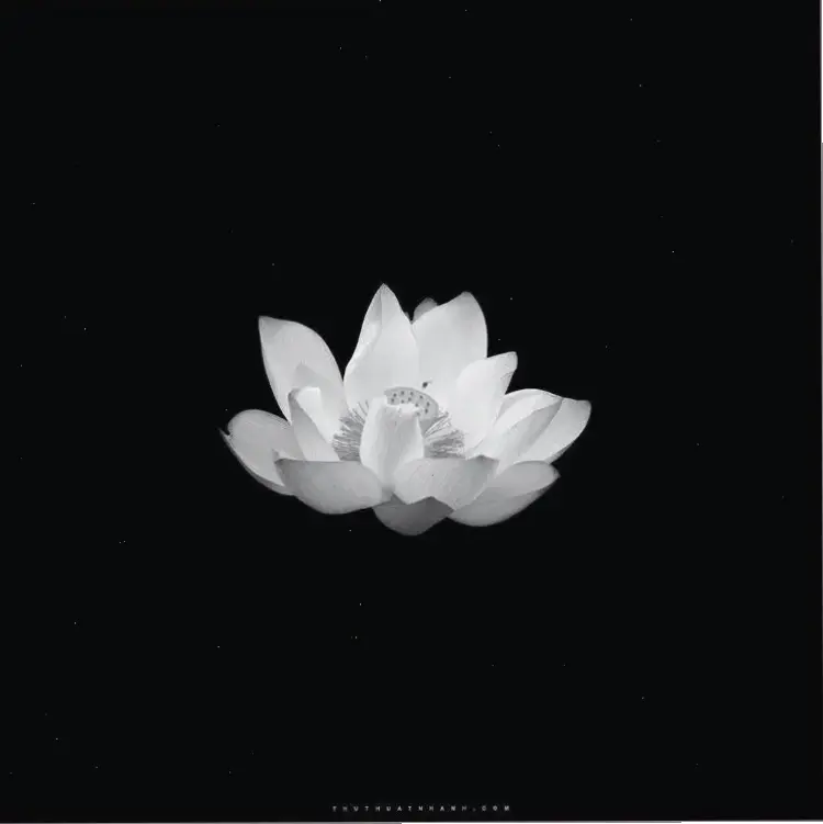 Khám phá vẻ đẹp tinh khiết của hoa sen trắng, lý tưởng cho trang trí nhà cửa và không gian sống yên bình.