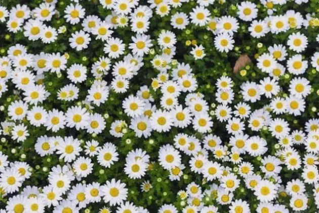 Khám phá vẻ đẹp tinh khôi của hoa cúc họa mi giữa lòng Hà Nội, biểu tượng mùa thu dịu dàng.