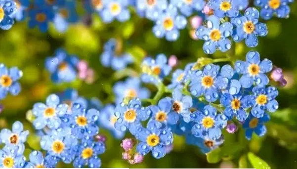 Khám phá vẻ đẹp tinh khôi của hoa lưu ly xanh, biểu tượng trung thành và hy vọng trong vườn xuân rực rỡ.