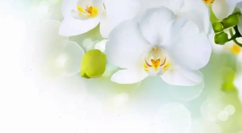 Khám phá vẻ đẹp tinh tế của hình ảnh hoa lan hồ điệp trang trí, mang lại không gian sống sang trọng và tươi mới.