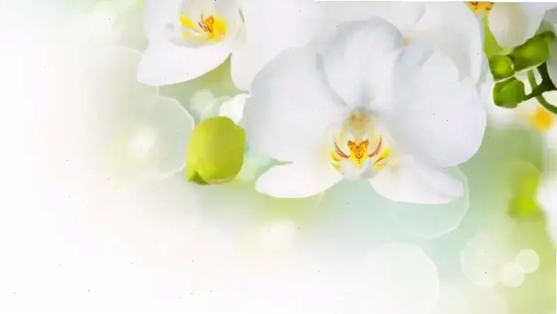 Khám phá vẻ đẹp tinh tế của hoa lan hồ điệp qua ảnh macro, từng cánh hoa và lá xanh mướt đầy cuốn hút.