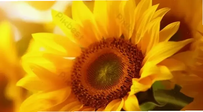 Khám phá vẻ đẹp vàng óng của hoa hướng dương qua ảnh cận cảnh, mang đến năng lượng tích cực và tươi mới.