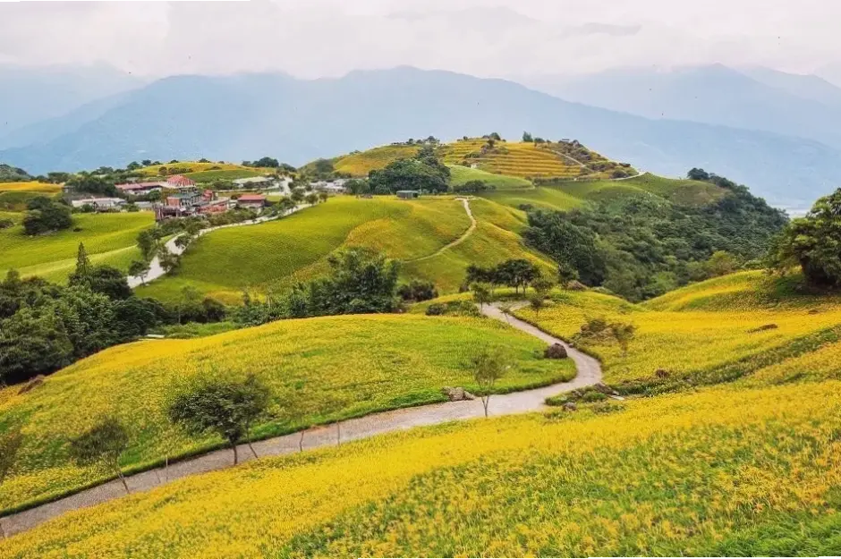Khám phá vẻ đẹp vàng óng của hoa kim châm, mang lại sự may mắn và năng lượng tích cực cho không gian sống.