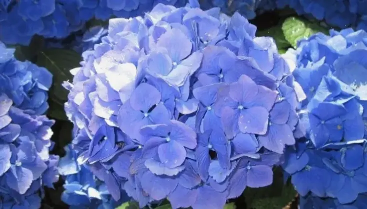 Khu vườn rực rỡ với hoa cẩm tú cầu nở đẹp, không gian lý tưởng để thư giãn và tận hưởng.